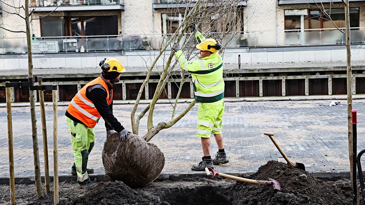 Gartnere planter træer på Skibbroen