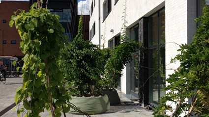 plaza I-kravlende facadeplanter-københavn-danmark